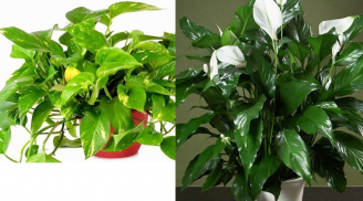Vì sao nói không trồng cây này trong nhà là bạn đã sống phí một đời?