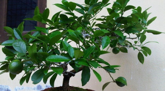 Gia đình bạn càng trồng cây này càng rước tài lộc vào nhà, hóa giải được mọi sát khí