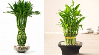 Đặt cây phất dụ ở vị trí này tài lộc, may mắn thi nhau kéo vào nhà bạn