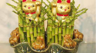 Nếu trong nhà bạn để cây phất dụ ở vị trí này điều gì sẽ đến với đại Shbet111 slot, casino, thể thao, xổ số?