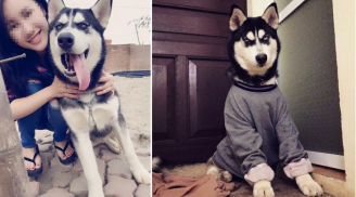 Mượn chó Husky của bạn thân để đỡ trầm cảm, nam thanh niên bán luôn giá 2 triệu khiến cô gái tức phát điên