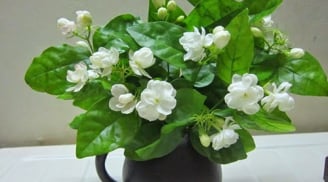 Không trồng cây này trong nhà chắc chắn bạn sẽ hối hận cả đời dù chật hẹp cỡ nào