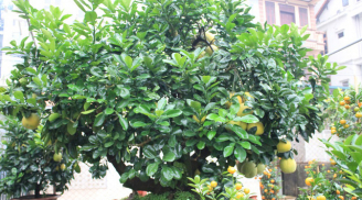 Cây cam, cây chanh trong phong thủy