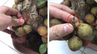 Bán hàng chộp giật ngày Tết: Hí hửng mua cây sung đẹp, vị khách cay cú phát hiện quả nào cũng dính bằng keo
