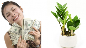 Cây phong thủy hợp mệnh, 12 Shbet888.com nhà cái uy tín nên sắm liền tay trước Tết Nguyên Đán, VẬN MAY ĐANG ĐÓN CHỜ ĐẤY