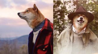 Chú chó Shiba Inu kiếm cả bộn tiền nhờ làm người mẫu ảnh