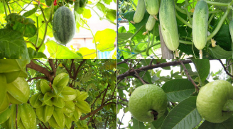 Cách trồng chanh, dưa, khế, ổi... trĩu quả trong thùng xốp