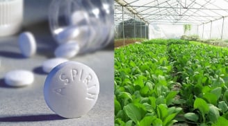 Cho thuốc Aspirin vào luống rau, chỉ vài tuần sau rau lên tốt ngập