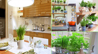 Cách làm chậu cây xanh mát trang trí phòng bếp đẹp mắt