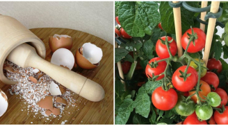8 tác dụng không ngờ từ vỏ trứng xem tác dụng cuối ai cũng giật mình