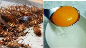Chỉ cần một lòng đỏ trứng gà, gián trong nhà nhiều cỡ nào cũng đi không dám quay lại.