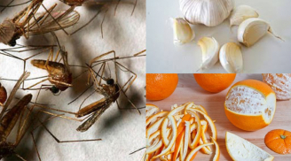 5 mẹo siêu đơn giản giúp 'đuổi sạch' muỗi ra khỏi nhà mà không cần dùng thuốc xịt