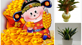 8 loại cây trồng trong nhà chỉ cần có nước là sống, vừa hút khí độc vừa lợi phong thủy