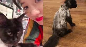 Hari Won đăng clip thông báo tình hình mèo cưng 3.000 USD sau khi lỡ dại cạo nhẵn lông 'trần trụi'