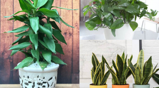 Những loại cây lợi phong thủy, hút khí độc cực tốt gia đình nào cũng nên trồng trong nhà