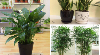 Trồng ngay 5 loại cây HÚT SẠCH BỨC XẠ sóng điện từ này trong nhà để bảo vệ sức khỏe gia đình