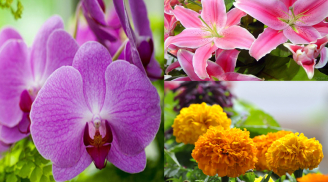 5 loại hoa đẹp nhưng tuyệt đối không nên đặt trên bàn thờ kẻo tiêu tán tài lộc, gia đình khuynh ra bại sản