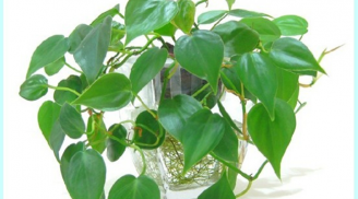 Trồng cây này trong nhà vừa giúp hút khí độc, lợi phong thủy, tiền vào như nước mấy chốc mà thành đại gia