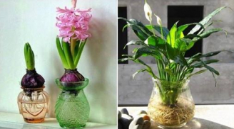 Cuối năm cây này đặt ở đâu là TIỀN chảy về đó rất nhanh, tài lộc bủa vây công danh sáng chói cực thuận