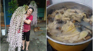 Nấu chuối theo cách này rồi đem tưới cho phong lan, 1 tuần sau hoa nở đẹp tuyệt vời