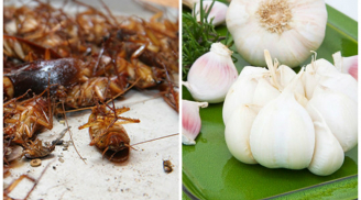 Mẹo đuổi mùi hôi của chuột, gián ra khỏi nhà trong vòng một phút bằng những nguyên liệu rẻ bèo