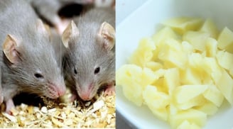 4 cách ĐUỔI CHUỘT RA KHỎI NHÀ không cần dùng thuốc các bà nội trợ thông thái hãy nắm lấy