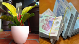 4 loại cây đặt lên bàn thờ sự nghiệp hanh thông, vượng khí tăng lên 10 lần
