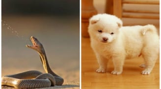 Nếu con vật này vào nhà chứng tỏ Thần Tài ghé thăm: Bạn đừng xua đuổi đánh đập mà mất lộc