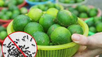 Chỉ với một quả chanh: Bạn có thể đuổi sạch lũ kiến ra khỏi nhà trong vòng nốt nhạc, một đi không trở lại