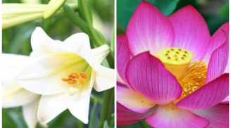 Đặt hoa này lên bàn thờ thắp hương gia chủ hút tài lộc vào nhà, cuối năm tiền bạc chật cứng trong két