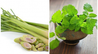 4 loại cây trồng trong nhà giúp đuổi muỗi hiệu quả mà không cần dùng hóa chất