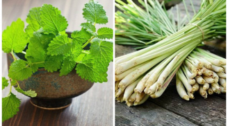 Đặt cây này vào nhà vệ sinh đuổi muỗi, hương thơm ngát tốt cho sức khỏe