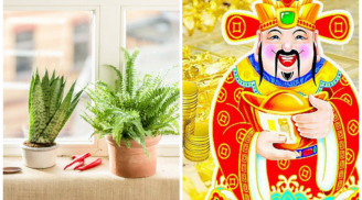 Nửa đêm đặt 3 loại cây này trong bếp: Thần Tài tự động mở két sắt gia chủ giàu lên chóng mặt
