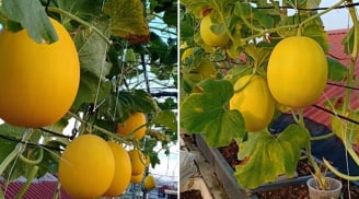 Bí quyết trồng dưa gang trong thùng xốp mà quả vẫn to tròn, sai trĩu trịt