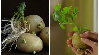 Khoai tây mọc mầm chớ vội vứt, bỏ vào cốc nước làm cây trang trí có giá trị lên tới tiền triệu