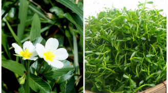 5 loại rau rẻ bèo nhưng có công dụng tuyệt vời cho sức khỏe, các chị em nội trợ chớ vội bỏ qua