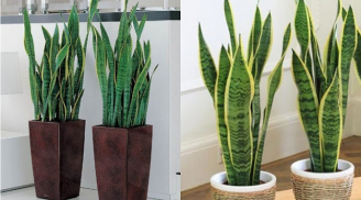 Trồng 4 loại cây này trong nhà vận nghèo đeo bám, nhất là cây thứ 2 đại kỵ
