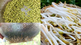 Tự làm giá đỗ cực sạch tại nhà cực dễ chỉ với 1 chiếc rổ nhựa và bước này, vụng mấy cũng làm được