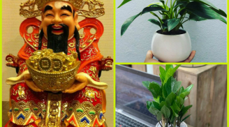 Đặt 4 loại cây phong thuỷ này để 'mời gọi' thần Tài, cuối năm tài lộc nở rộ, làm gì cũng gặp may