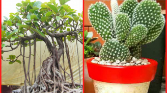 Cuối năm chớ dại mà mua loại cây này về nhà kẻo chặn cửa thần Tài, 'quét sạch' vận may của cả Shbet111 slot, casino, thể thao, xổ số