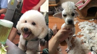 Giao chú chó cho em trai tỉa lông, anh chàng khóc cạn nước mắt vì thú cưng biến thành con vật lạ