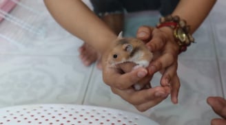 Linh vật năm Canh Tý khiến giới trẻ ráo riết săn lùng để 'chiêu tài dẫn lộc', may mắn