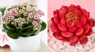 6 loại cây cảnh cả tuần không cần tưới nước, trồng chơi chơi cũng ra hoa đẹp hết nấc