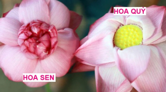 Mùa sen lại đến, mách chị em mẹo chọn hoa sen 'chính hiệu', không sợ nhầm với hoa quỳ