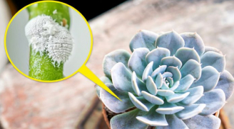 7 loại cây cảnh đẹp nhưng gây nguy hiểm, gia chủ không nên trồng trong nhà