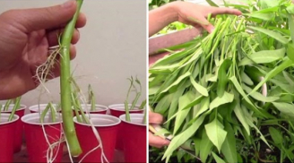 Chỉ mẹ cách giâm rau muống bằng cành, sau 2 tuần là có rau non mơn mởn thu hoạch