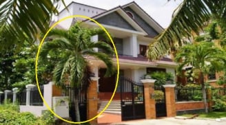 8 loại cây trồng trước nhà giúp xua đuổi tà khí, thu hút tài lộc