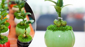 8 loại cây nghe tên đã thấy giàu sang, hút tài hút lộc, đem lại may mắn cho gia chủ