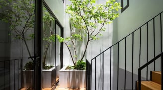 6 loại cây hợp phong thủy cứ trồng ở giếng trời là tăng tài lộc, may mắn cho gia chủ