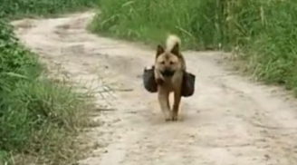 Chuyện lạ: Chú chó thông minh ngày nào cũng ra đồng đưa cơm cho chủ